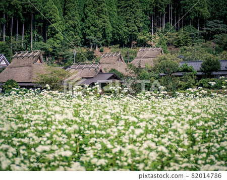 蕎麥田和茅草屋頂景觀 蕎麥田和茅草屋頂景觀 82014786
