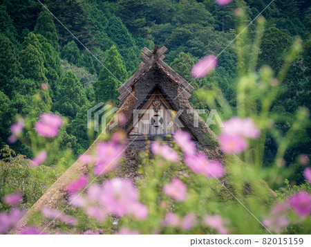 Cosmos and a turf roof 82015159