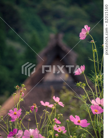 Cosmos blooming in Miyama Kayabuki no Sato Cosmos blooming in Miyama Kayabuki no Sato 82015160