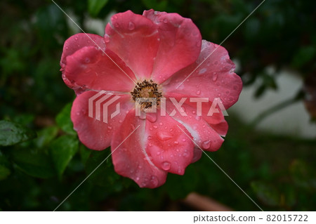 Rose duet balconia flowers and drops Rose duet balconia flowers and drops 82015722