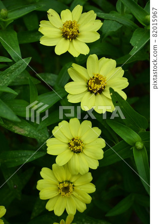 Zinnia Profusion Lemon Flower Zinnia Profusion Lemon Flower 82015967