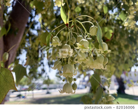 Brachychiton poplar or variegated (Brachychiton populneus) 82016006