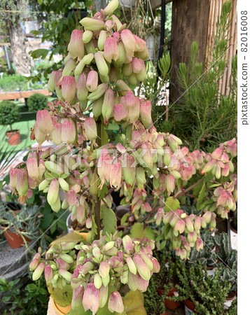 Succulent Kalanchoe pinnata (Latin - Kalanchoe pinnata) beautiful ornamental plant 82016008