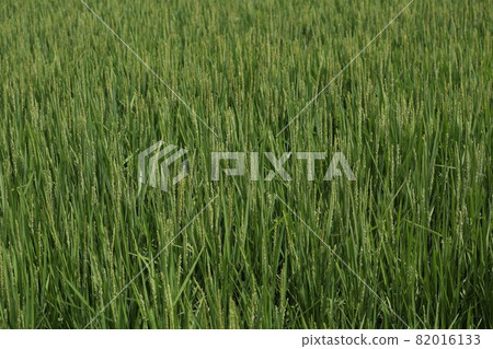 Rice field Rice field 82016133