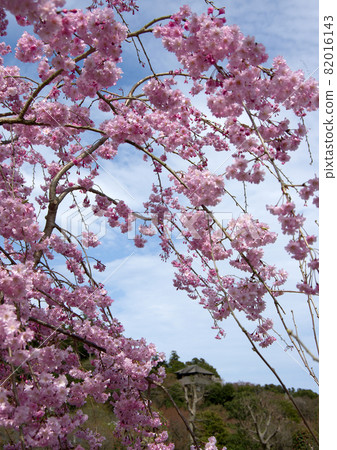 深粉色的垂枝櫻花盛開，彷彿將弘文亭包裹在偕樂園。 82016143