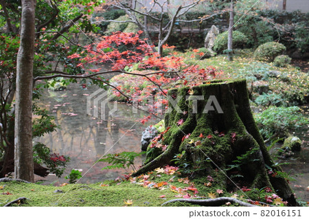 秋楓，池塘邊長滿苔蘚的樹幹 82016151