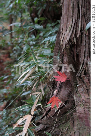 落在樹根的楓樹和竹草 82016152