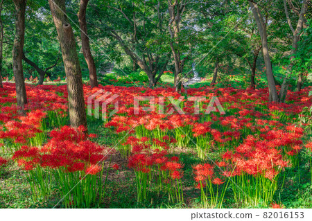 藤宮市Numakubo Mizube no Rakugaku Higanbana 82016153