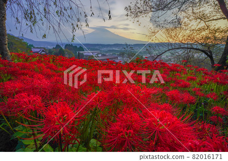 富士山 82016171