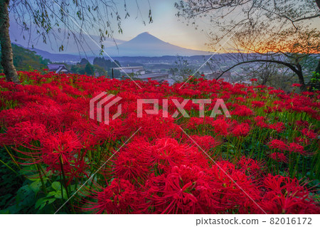 富士山 82016172