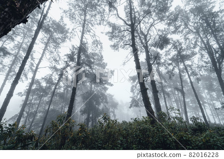 dark forest during a foggy,forest pine in asia dark forest during a foggy,forest pine in asia 82016228