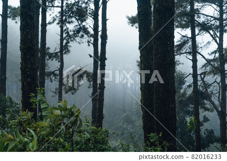 dark forest during a foggy,forest pine in asia 82016233
