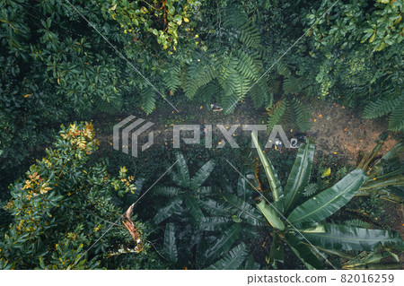 dark forest during a foggy,forest pine in asia 82016259