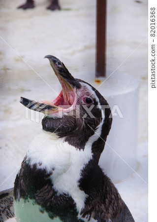洪堡企鵝,可愛的動物,天王寺動物園,企鵝 洪堡企鵝,可愛的動物,天王寺動物園,企鵝 82016368