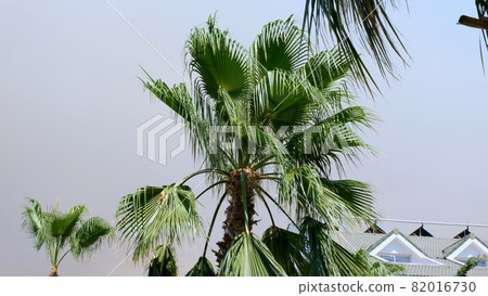 Campfire smoke in the sunset light against the backdrop of palm trees with huge clouds of orange Campfire smoke in the sunset light against the backdrop of palm trees with huge clouds of orange 82016730