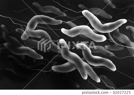 Image of Campylobacter viewed under a microscope Monochrome Image of Campylobacter viewed under a microscope Monochrome 82017225