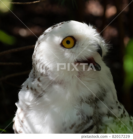 The Snowy Owl, Bubo scandiacus is a large, white owl of the owl family 82017229