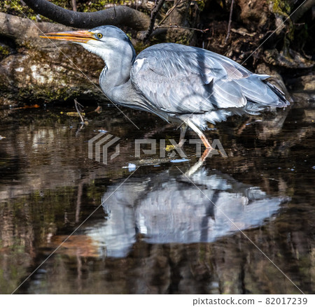 Grey heron, Ardea cinerea, a massive gray bird wading through a flat lake searching for fish 82017239