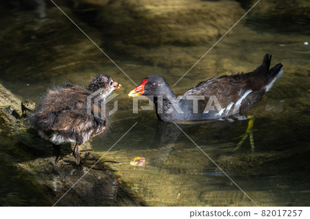 Common moorhen Gallinula chloropus also known as the waterhen or swamp chicken Common moorhen Gallinula chloropus also known as the waterhen or swamp chicken 82017257