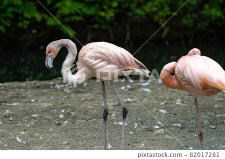 The American flamingo, Phoenicopterus ruber is a large species of flamingo 82017281
