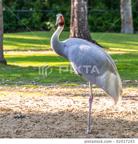 Sarus crane, Grus antigone also known as Indian sarus crane Sarus crane, Grus antigone also known as Indian sarus crane 82017283