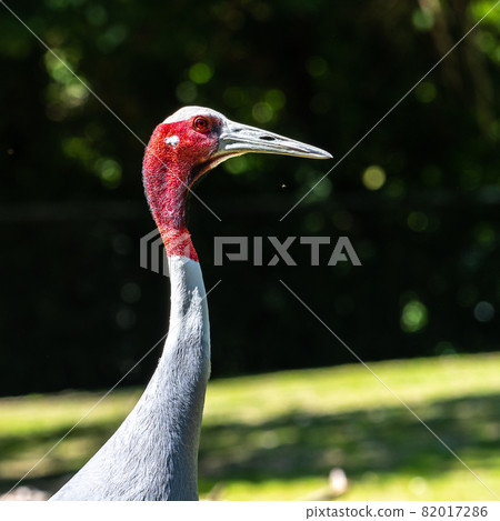 Sarus crane, Grus antigone also known as Indian sarus crane Sarus crane, Grus antigone also known as Indian sarus crane 82017286