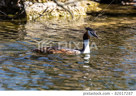 Great Crested Grebe, Podiceps cristatus with beautiful orange colors, a water bird with red eyes. Great Crested Grebe, Podiceps cristatus with beautiful orange colors, a water bird with red eyes. 82017287