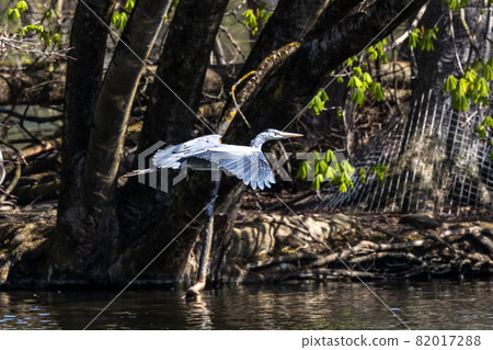 Grey Heron or Ardea cinerea. Single Grey Heron in flight. Grey Heron or Ardea cinerea. Single Grey Heron in flight. 82017288