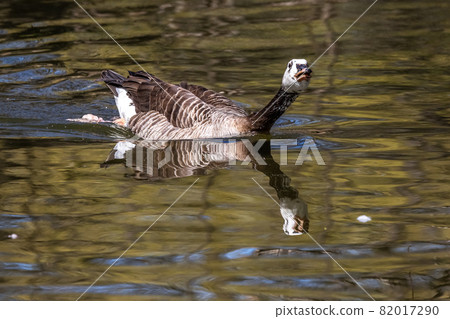 Barnacle goose, Branta leucopsis at a lake near Munich in Germany. Barnacle goose, Branta leucopsis at a lake near Munich in Germany. 82017290