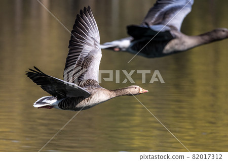 The flying greylag goose, Anser anser is a species of large goose The flying greylag goose, Anser anser is a species of large goose 82017312