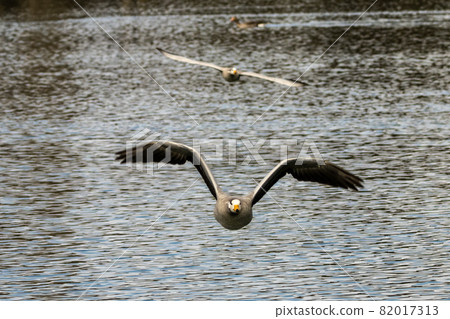 The bar-headed goose, Anser indicus flying over a lake in English Garden in Munich 82017313