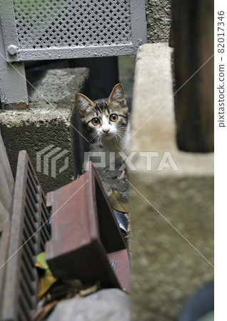 東京都中央區銀座銀座後街野雞白貓 82017346