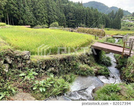 Waterway of terraced rice fields in early autumn when rice harvesting has begun <Yotsuya Senmaida/Shinshiro City, Aichi Prefecture> 82017394
