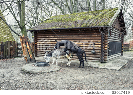 Donkey mating. A black domestic donkey climbs on a gray one Donkey mating. A black domestic donkey climbs on a gray one 82017419