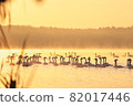 Swans on the lake at dawn 82017446