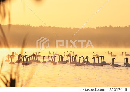 Swans on the lake at dawn Swans on the lake at dawn 82017446