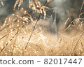 Spider web on a meadow during sunrise 82017447