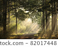 A forest path among oak trees on a misty autumn morning 82017448