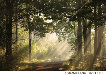 A forest path among oak trees on a misty autumn morning 82017448