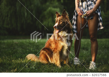 Border Collie dog on a walk in park with it's female owner Border Collie dog on a walk in park with it's female owner 82017566
