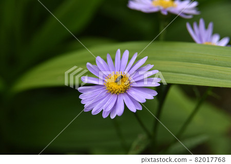 百合紫菊花和昆蟲 百合紫菊花和昆蟲 82017768