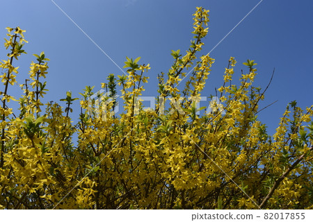 沮喪的連翹 82017855