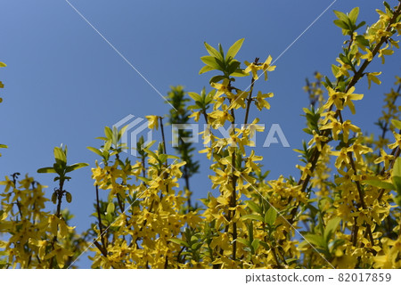 沮喪的連翹 82017859