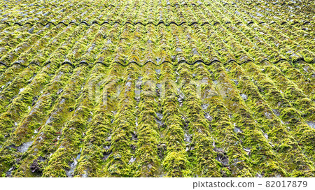 Slate roof overgrown with thick, green, bright moss Slate roof overgrown with thick, green, bright moss 82017879