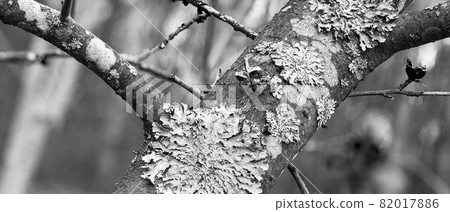 Lichen Parmelia sulcata on tree bark with young green spring shoots Lichen Parmelia sulcata on tree bark with young green spring shoots 82017886