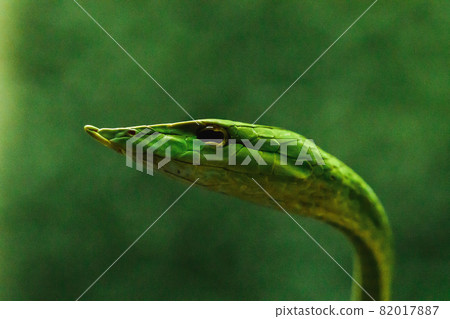 Oriental whipsnake The body is green, slender, elongated, slender head, pointed mouth. The adult size is up to 2 meters. It is a very mild venomous snake. Oriental whipsnake The body is green, slender, elongated, slender head, pointed mouth. The adult size is up to 2 meters. It is a very mild venomous snake. 82017887