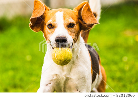 Beagle dog fun in backyard, outdoors run with ball Beagle dog fun in backyard, outdoors run with ball 82018060