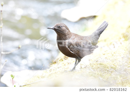Brown dipper along the river 82018162