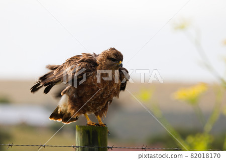 Steppe Buzzard Ruffling Its Feathers On Fence Post (Buteo buteo) 82018170
