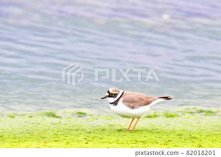 站立的小環鳥 站立的小環鳥 82018201